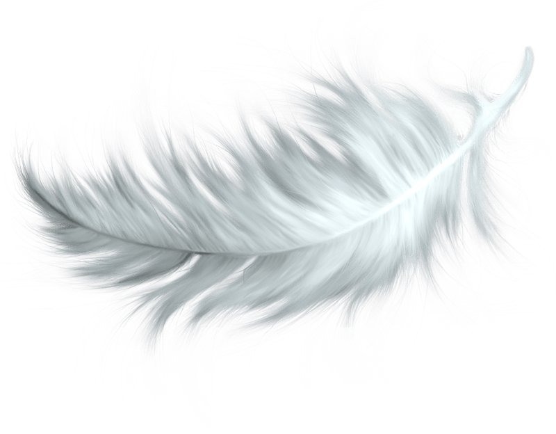 Picture of a feather