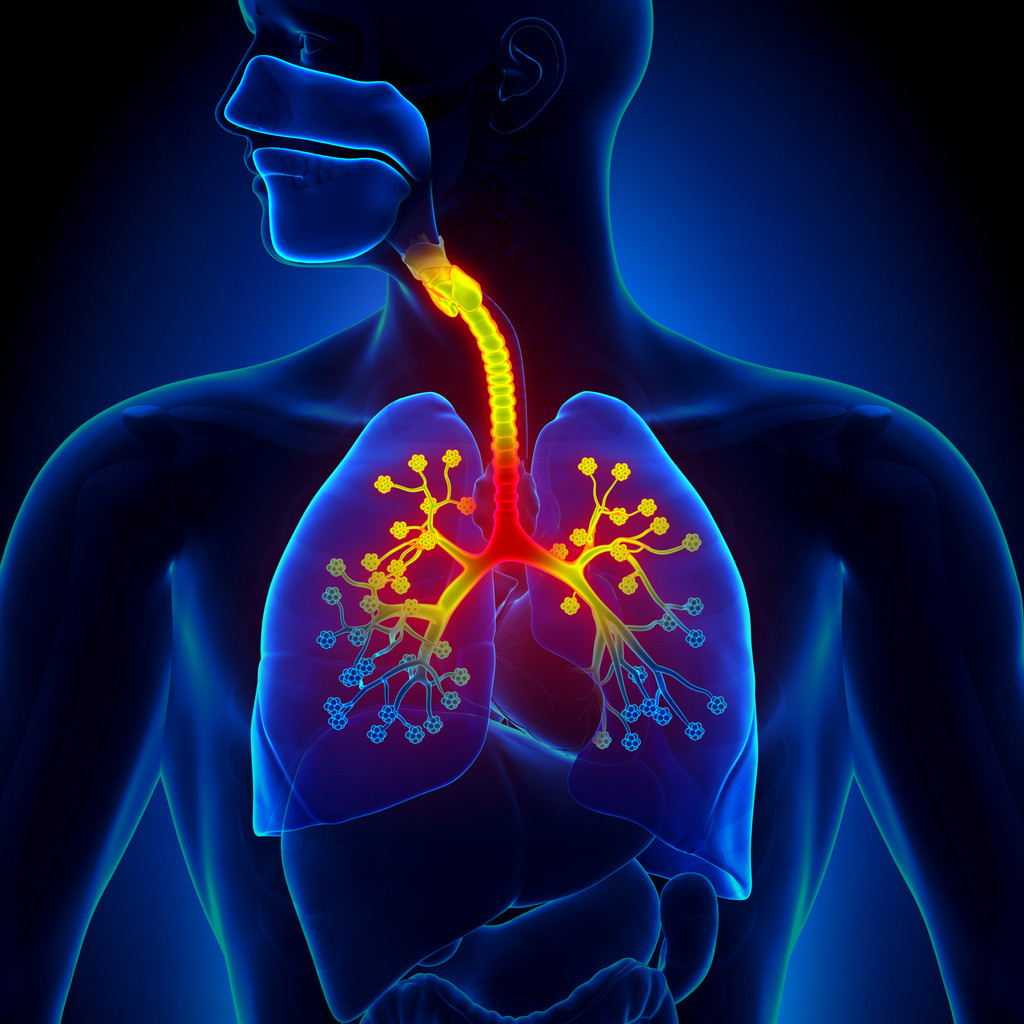 Image of anatomy of buman with focus on the throat and lungs area being inflammed